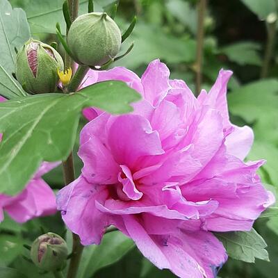 Hibiscus syriacus 'Ardens' - 