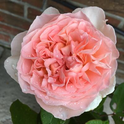 Rosa 'Bliss' - 