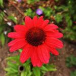 Echinacea SUNSEEKERS 'Red' - 