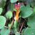 Fuchsia procumbens