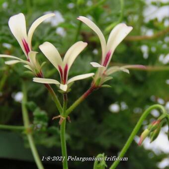 Pelargonium trifidum