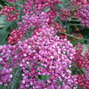 Achillea millefolium 'Cassis'