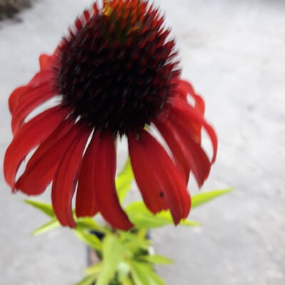 Echinacea purpurea 'Postman' - Echinacea purpurea 'Postman'