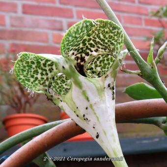 Ceropegia sandersonii