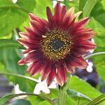 Helianthus annuus 'Evening Sun' - 