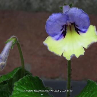 Streptocarpus 'HARLEQUIN Blue'