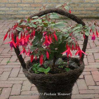 Fuchsia 'Komeet'