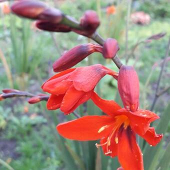 Crocosmia 'TWILIGHT FAIRY Crimson'