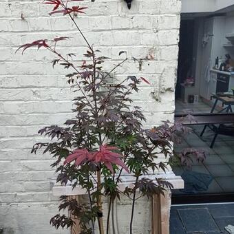 Acer palmatum 'Atropurpureum'