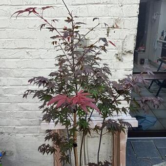 Acer palmatum 'Atropurpureum'