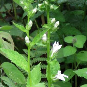 Lobelia siphilitica 'Alba'