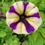 Petunia EASY WAVE 'Burgundy Star' - 