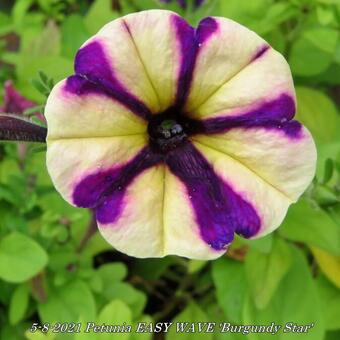 Petunia EASY WAVE 'Burgundy Star'