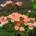 Verbena 'LANAI Peach' - 