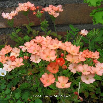 Verbena 'LANAI Peach' - 