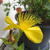 Hypericum olympicum