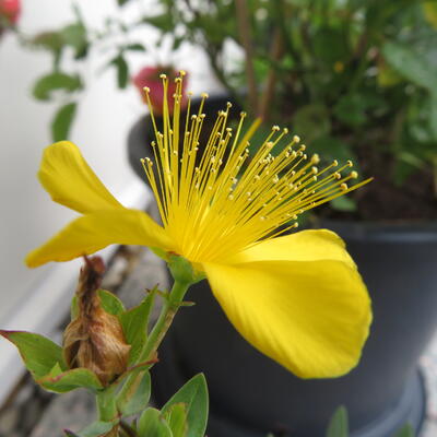 Hypericum olympicum - Hypericum olympicum