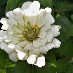 Zinnia elegans 'Polar Bear' - 