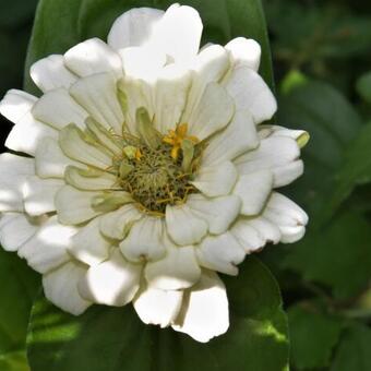 Zinnia elegans 'Polar Bear'