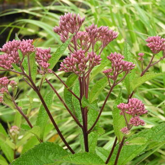 Eupatorium dubium 'Baby Joe'