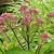 Eupatorium dubium 'Baby Joe'