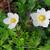 Anemone sylvestris