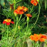 Tagetes patula 'Cinnabar' (Dixter strain) - 