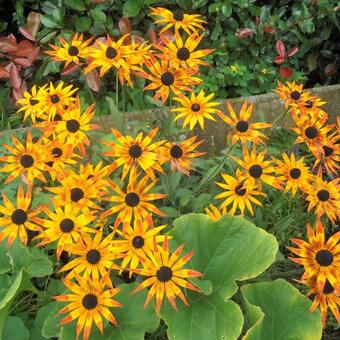 Rudbeckia hirta