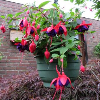 Fuchsia 'Roesse Blacky'