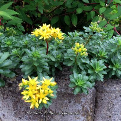 Sedum selskianum - Phedimus selskianus - Sedum selskianum