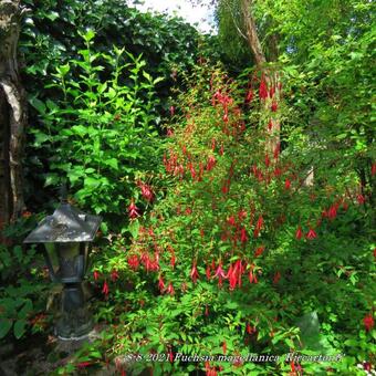 Fuchsia magellanica 'Riccartonii'