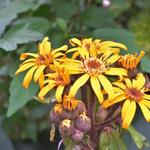 Ligularia dentata 'Franz Feldweber' - 