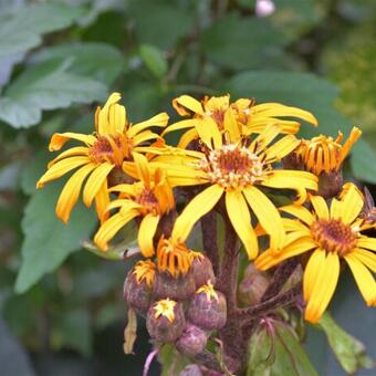 Ligularia dentata 'Franz Feldweber'