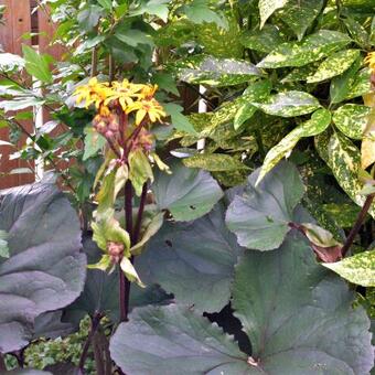 Ligularia dentata 'Franz Feldweber'