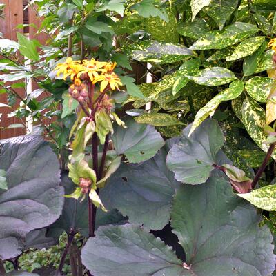 Ligularia dentata 'Franz Feldweber' - 