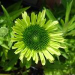 Echinacea purpurea 'Green Twister' - Echinacea purpurea 'Green Twister'