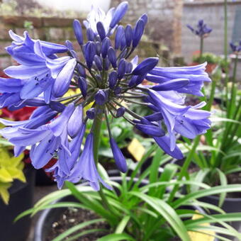 Agapanthus 'Blue Magic'