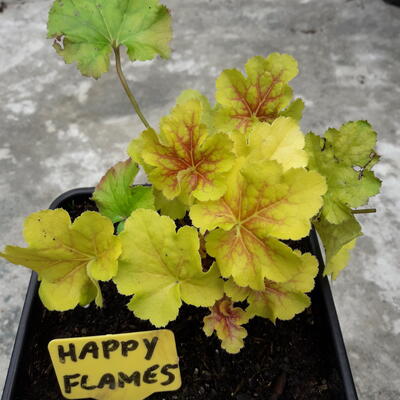 Heuchera 'Happy Flames' - 