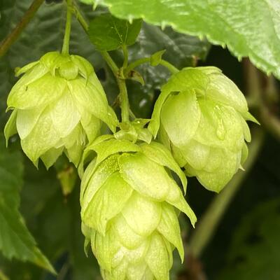 Houblon - Humulus lupulus