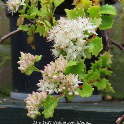 Sedum populifolium - 