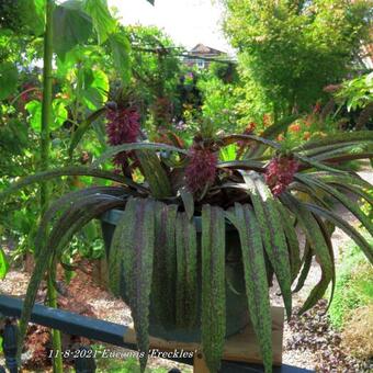 Eucomis 'Freckles'