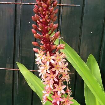 Eucomis humilis 'Twinkle Stars'