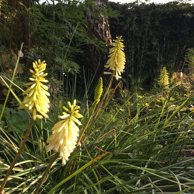 Kniphofia 'Pineapple POPSICLE' - Kniphofia 'Pineapple POPSICLE'