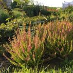 Calluna vulgaris 'Firefly‘ - 