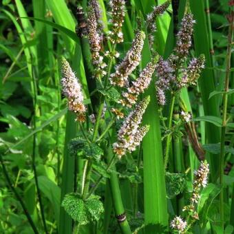 Mentha rotundifolia