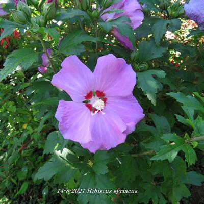 Hibiscus syriacus - 