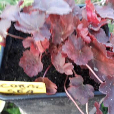 Heuchera 'Coral Sea' - 