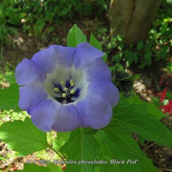 Nicandra physalodes 'Black Pod'