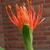 Scadoxus multiflorus subsp. katharinae