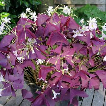 Oxalis triangularis